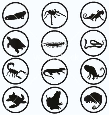 380x400 Reptile And Amphibian Icons Set Vector