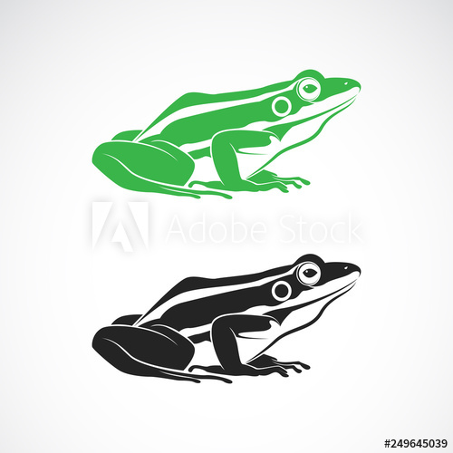 500x500 Vector Of Green Frogs And Black Frog On White Background