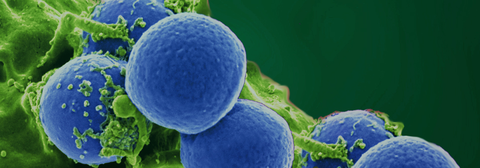 964x338 Bps Bioscience