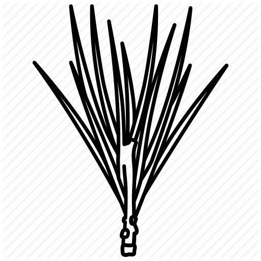 Conifer, Frond, Leaf, Pine, Tree Icon 512x512 Conifer, Frond, Leaf, Pine, Tree Icon
