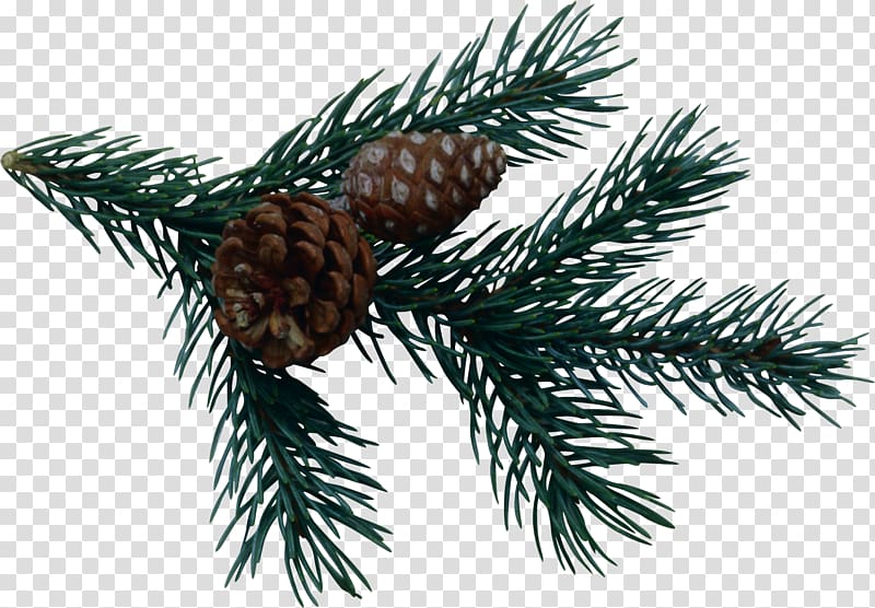 800x556 Conifer Cone Icon, Pine Cone Material Transparent Background Png