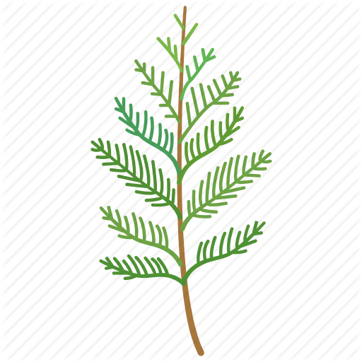 512x512 Cedar, Conifer, Frond, Leaf, Nursery, Ornamental Icon