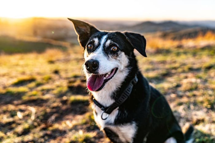 700x467 Working Dogs The History And Value Of An 'indispensable