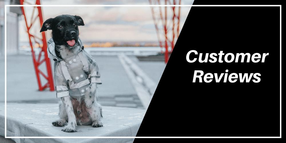 1000x500 Icon Dogwear Streetwear For Dogs Hypebeast Dog Clothes