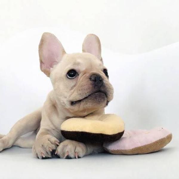 600x600 Icon Dogwear Carries Premium Streetwear Dog Clothes, Scarfs