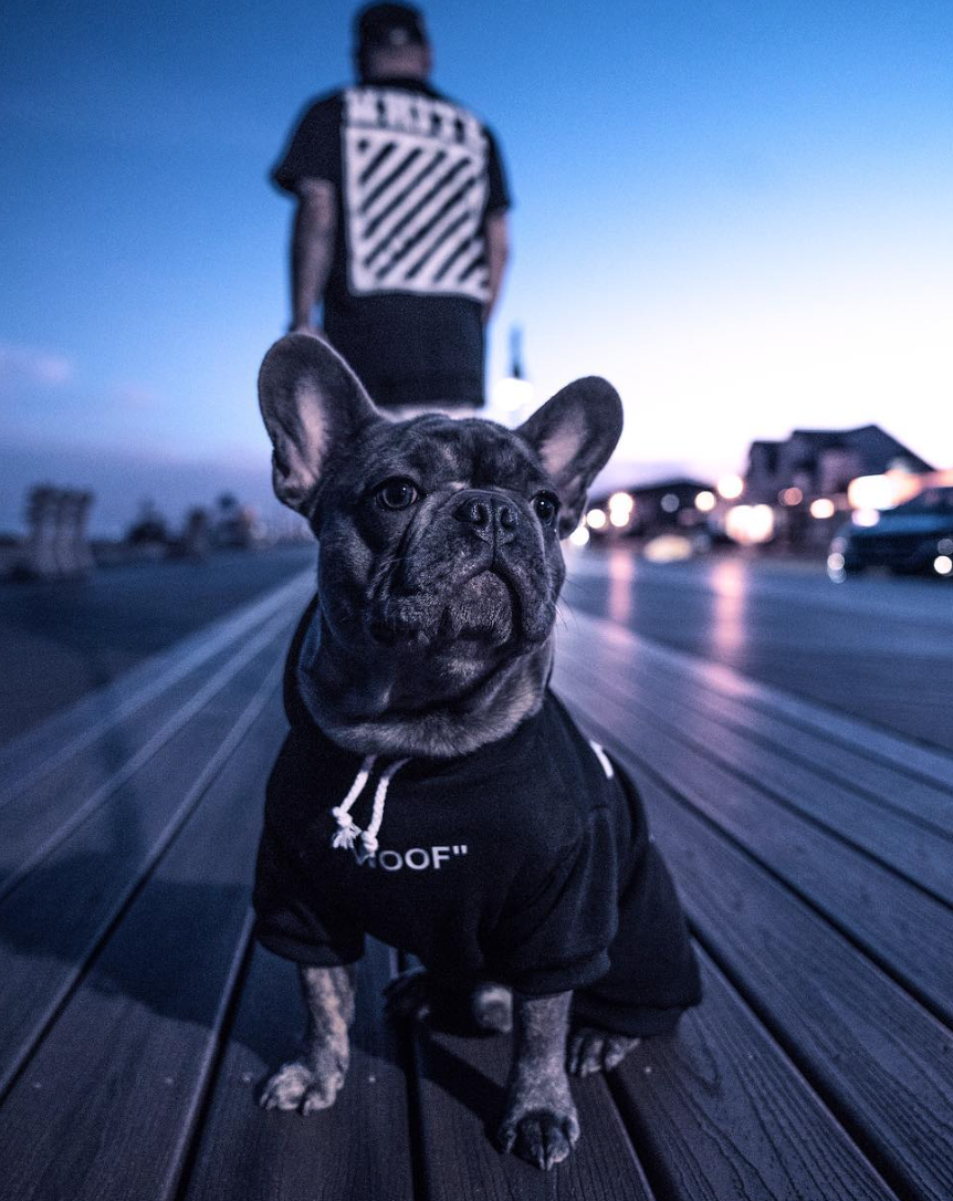 862x1086 Icon Dogwear Pets