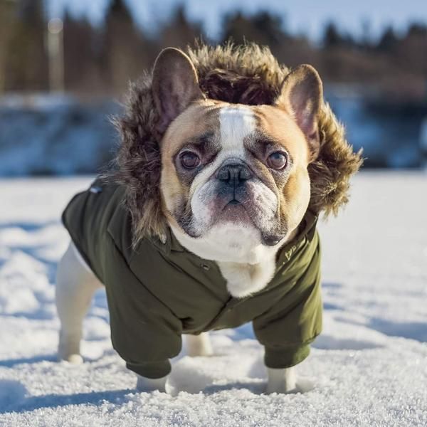 600x600 Montebello Hooded Dog Jacket