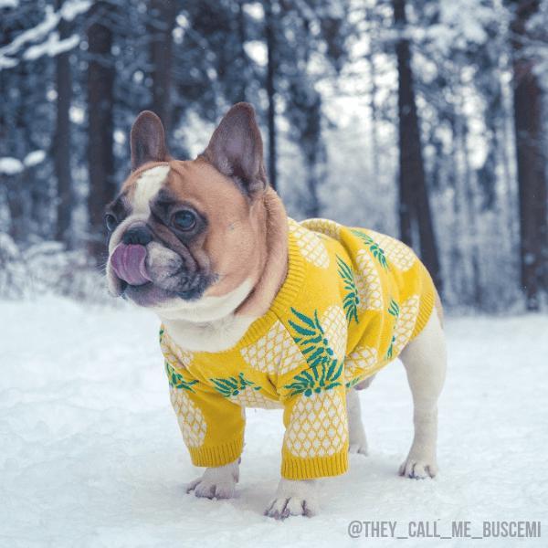 600x600 Pineapple Dog Sweater Tropic Thunder Wool Dog Sweater Spark Paws