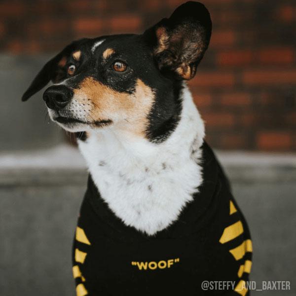 600x600 Products Spark Paws