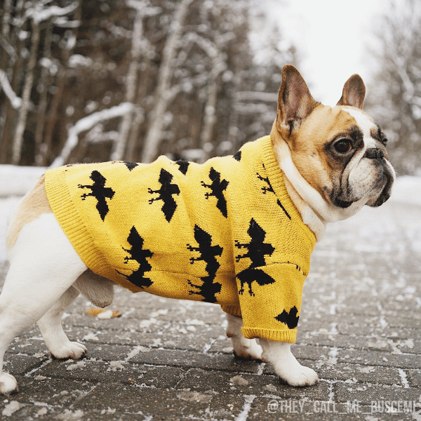 600x600 Pucci Bat Sweater Frenchie Dog Wear, Dog Sweaters, Bat Dog