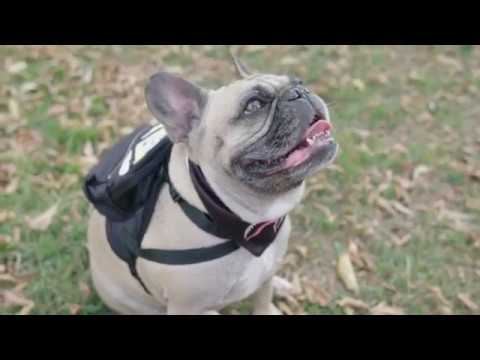 480x360 Puppy Monster Backpack Harness