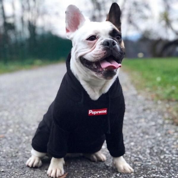 600x600 Pupreme Dog Hoodie