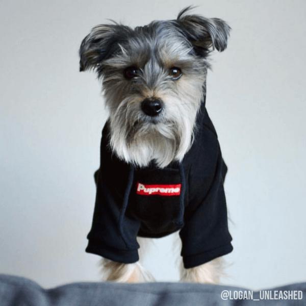 600x600 Pupreme Dog Hoodie Black Classic Box Logo Streetwear For Dogs