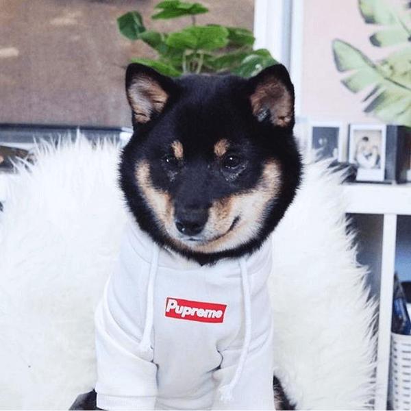 600x600 Pupreme Dog Hoodie White Classic Box Logo Streetwear For Dogs