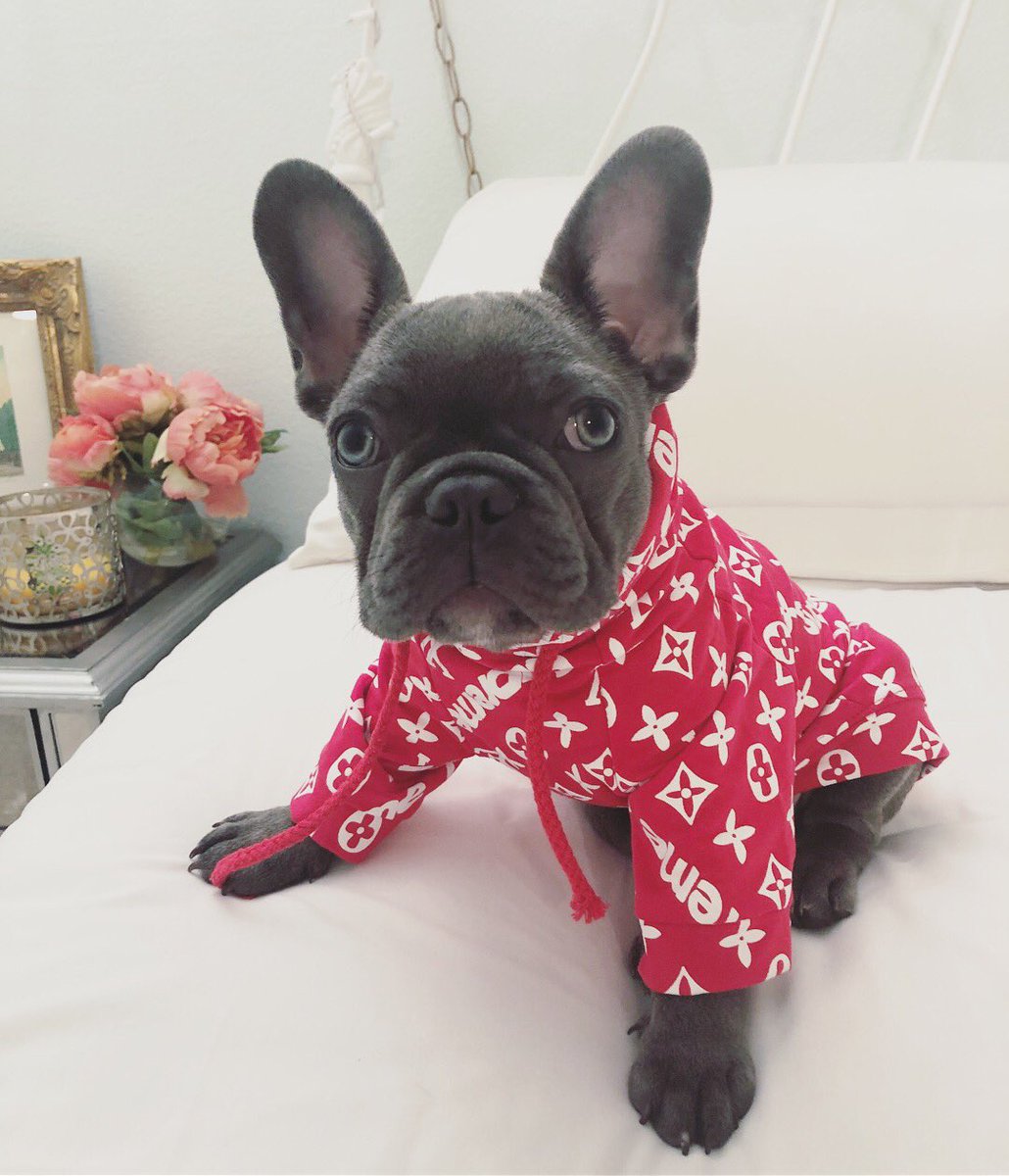 1030x1200 Brittany Elaine On Twitter Icon Dog Wear Is