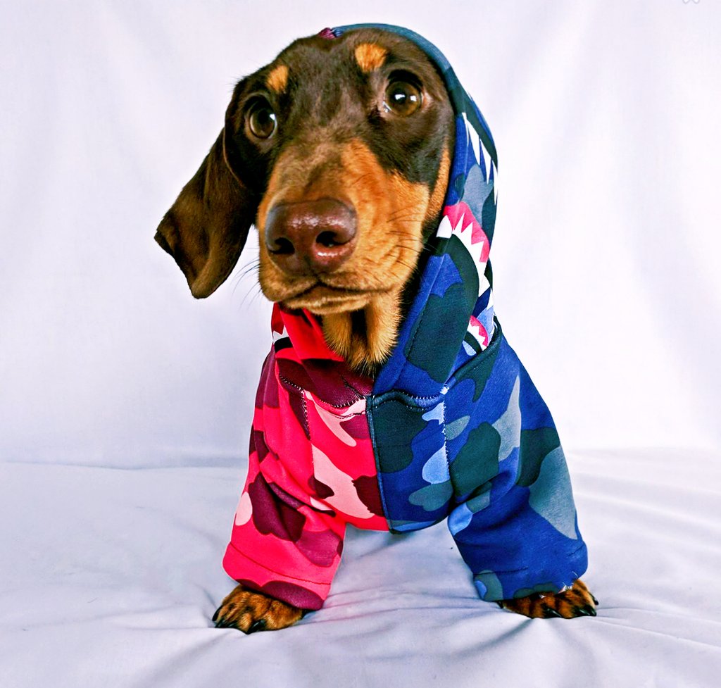 1024x977 Bape Shark Monster Dog Clothes Hoodie Icon Dogwear Dog Beds