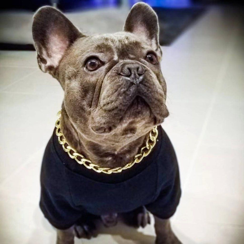1024x1024 Cuban Link Dog Gold Chain Kim French Bulldog, Bulldog
