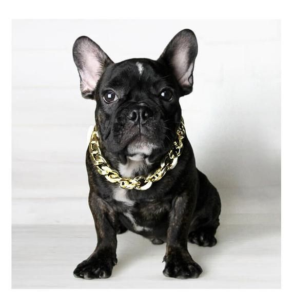 571x600 Cuban Link Dog Gold Chain Pups French Bulldog, Dogs, Dog