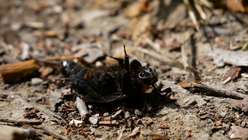 852x480 Etymology Icon Stock Video Footage