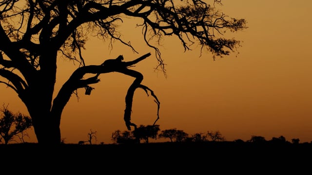 640x360 Icon Films The Talent Manager