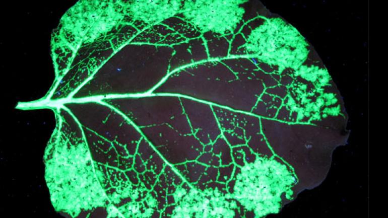 770x433 Japanische Denka Kauft Hallenser Icon Genetics