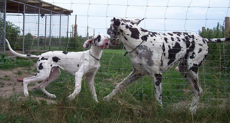760x408 Icon And Arnie Great Danes Of Kennel Grand Frozzy Doggies Big