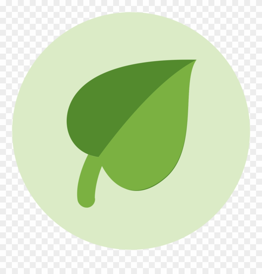 880x920 Leave Vector Single Png Transparent Download