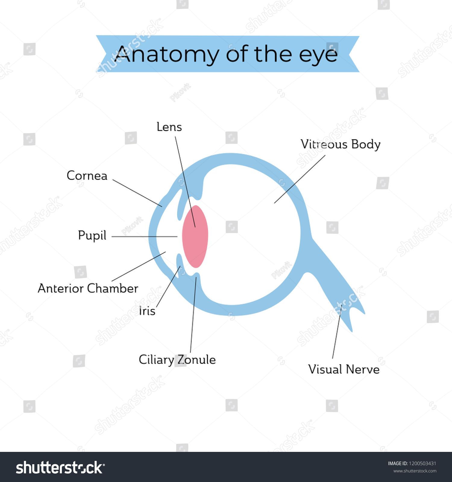 1500x1600 Vector Isolated Illustration Of Eye Anatomy Human Ocular System