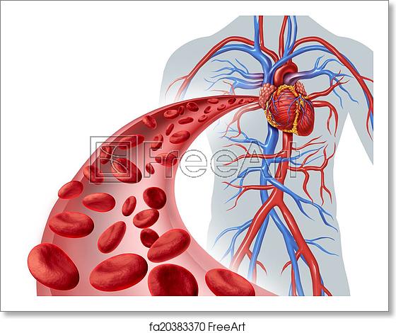 560x470 Free Art Print Of Blood Heart Circulation Blood Heart Circulation