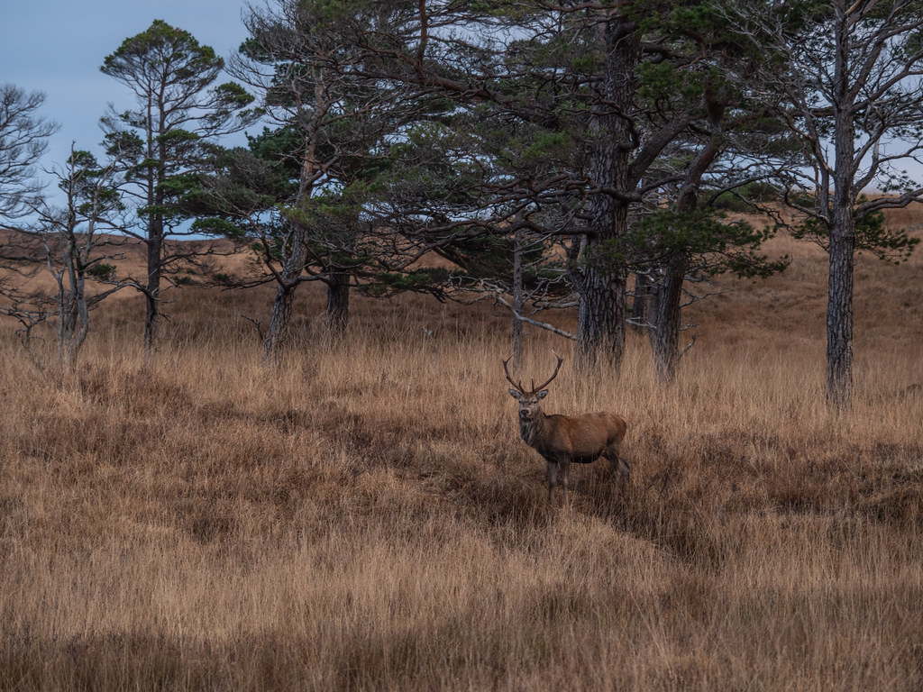 1024x768 Highland Icon