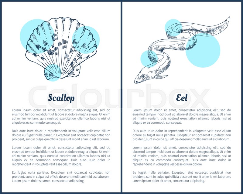 800x640 Scallop And Eel Hand Drawn Vector Stock Vector Colourbox