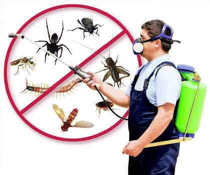 419x351 Just Icon Pest Control Services Photos, Golconda, Hyderabad