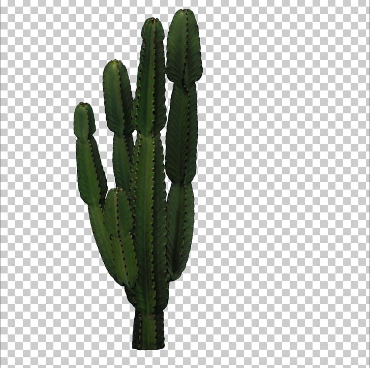 728x724 Cactaceae San Pedro Cactus Icon Png, Clipart, Cactus, Cactus