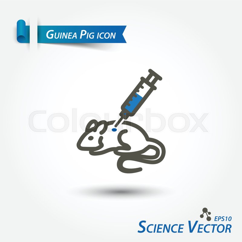 Guinea Pig 800x800 Guinea Pig