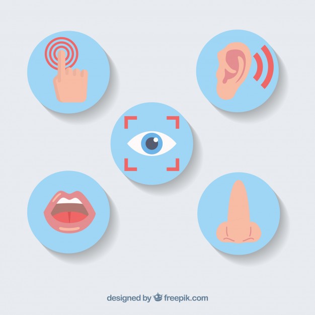 626x626 Sensory Vectors, Photos And Free Download