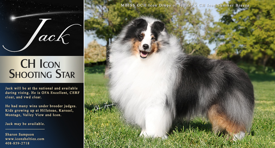 Icon Shelties 930x500 Icon Shelties