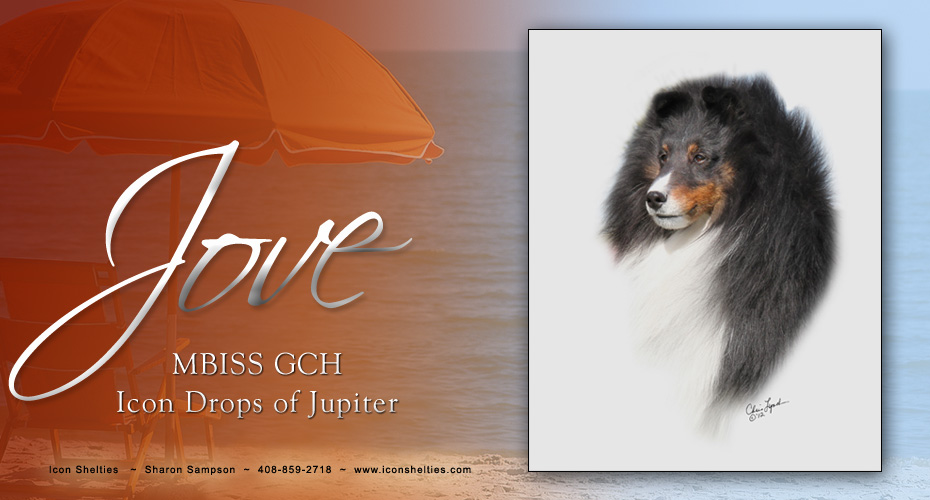 Icon Shelties 930x500 Icon Shelties