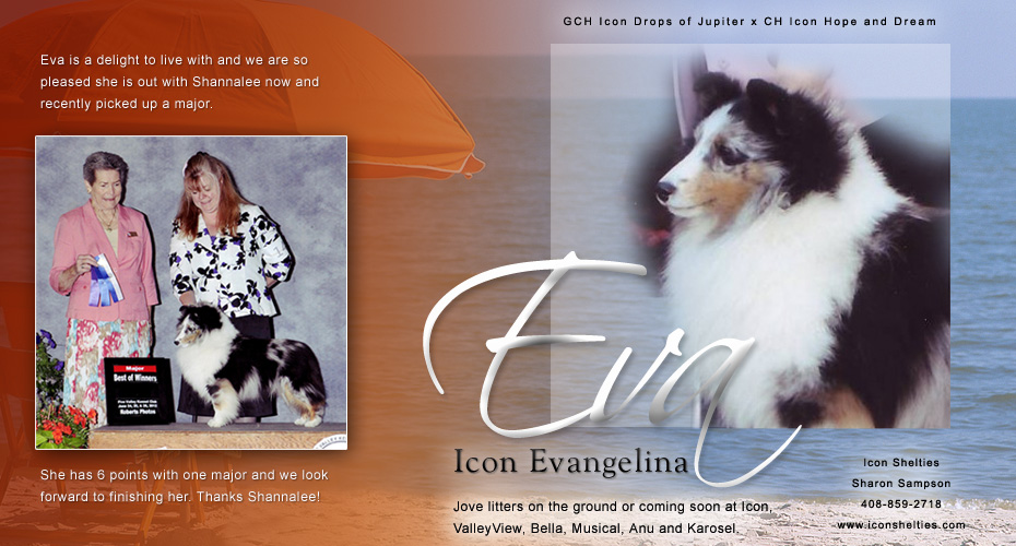 Icon Shelties 930x500 Icon Shelties