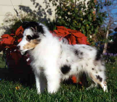 Icon Shelties 406x354 Icon Shelties