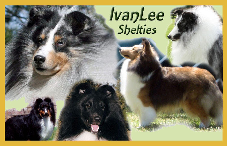 Ivanlee Shelties, All About Shelties In Oregon 754x485 Ivanlee Shelties, All About Shelties In Oregon