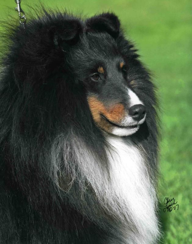 Mbiss Grand Champion Icon Drops Of Jupiter Tricolor Male 629x800 Mbiss Grand Champion Icon Drops Of Jupiter Tricolor Male