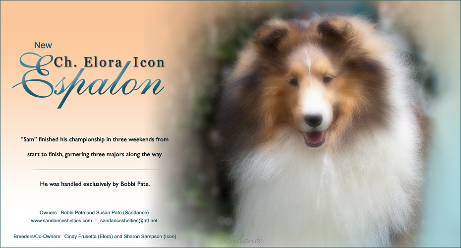 Sandance Shelties Elora Shelties Icon Shelties 930x500 Sandance Shelties Elora Shelties Icon Shelties