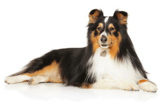 Sheltie, Shetland Sheepdog Puppies For Sale In Colorado 560x370 Sheltie, Shetland Sheepdog Puppies For Sale In Colorado