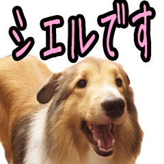 Sheltie Ciel's Moving Sticker Line Stickers Line Store 240x240 Sheltie Ciel's Moving Sticker Line Stickers Line Store