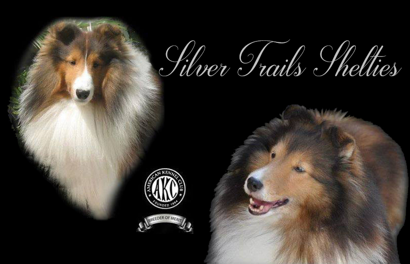 Silver Trails Shelties Home Loxahatchee, Fl 810x523 Silver Trails Shelties Home Loxahatchee, Fl