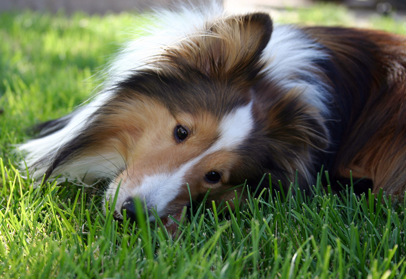 Superb Shelties Breed Meetup 800x551 Superb Shelties Breed Meetup