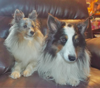 Turnock's Shelties 350x308 Turnock's Shelties