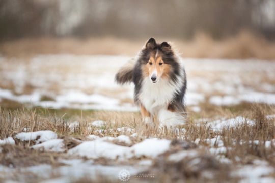 Of Carnivora Animals Shetland Sheepdog, Sheltie, Dog Icon 540x360 Of Carnivora Animals Shetland Sheepdog, Sheltie, Dog Icon