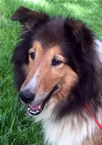 150x212 Austin Sheltie Rescue Adopt A Sheltie