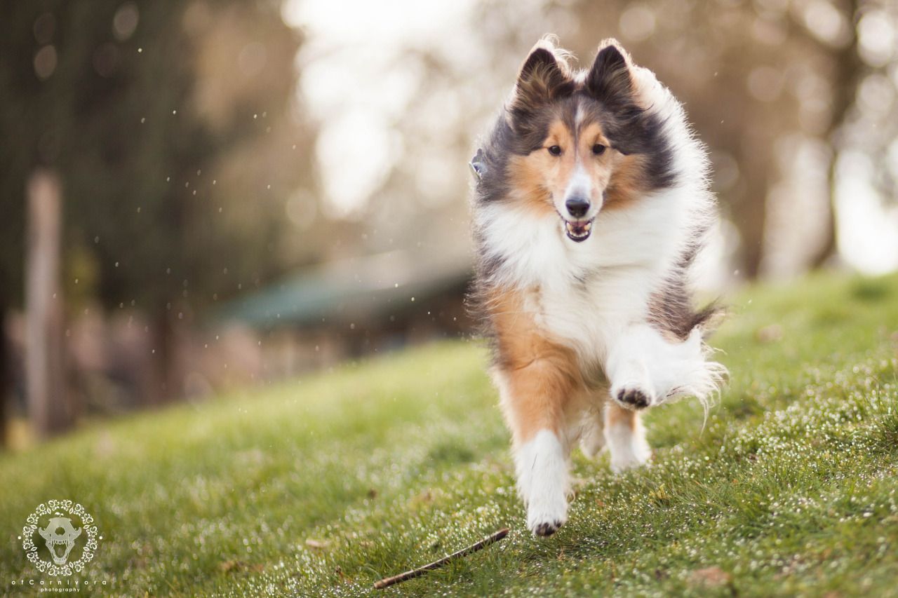 Of Carnivora Shelties Sheltie, Shetland Sheepdog, Dog Icon 1280x853 Of Carnivora Shelties Sheltie, Shetland Sheepdog, Dog Icon